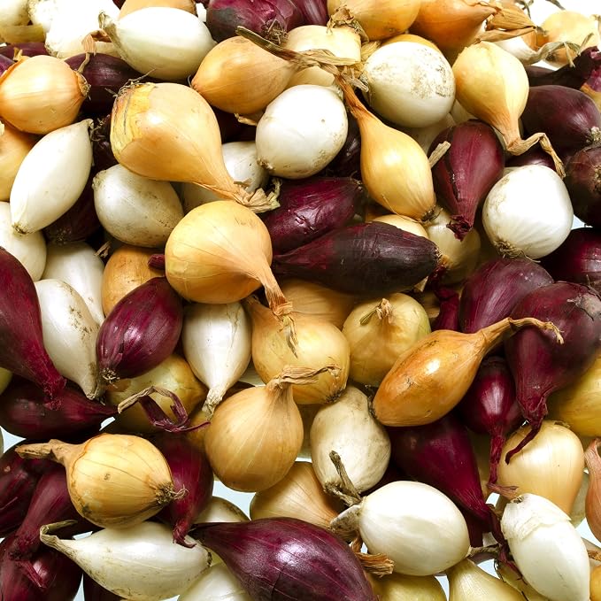 Mixed Onion Assortment 8 oz - Red, White & Yellow Onion Bulbs | Onion Sets, Non-GMO Zones 3-10