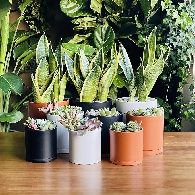 D'vine Dev 4 Inch 5 Inch 6 Inch, Set of 3 Plastic Planter Pots for Plants with Drainage Hole and Seamless Saucers, Terracotta Color, Small, 74-V-C-1
