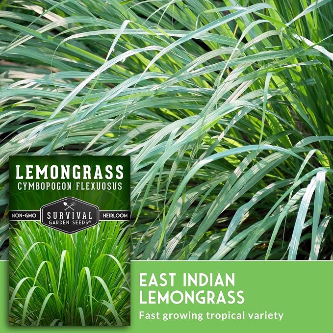 Lemongrass Seeds for Planting - Heirloom Asian Lemon Grass Seed - Fragrant Citrus Herb for Tea - Aromatic Garden Plant - Heirloom Non-GMO - Survival Garden Seeds (5 Packs)