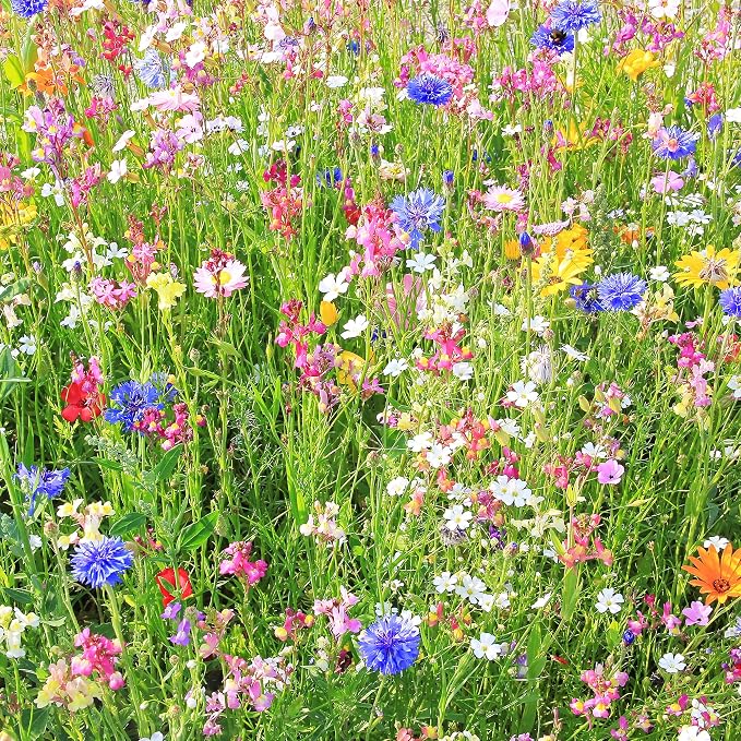 Mountain Valley Seed Co Wildflower Seed 1 Lb 640,000+ Seeds Annual | Southwestern Wildflower Seed Mix Perennial Flower with Southwest Native Wildflowers, Flower Seed Bulk, Desert Wildflowers Mix