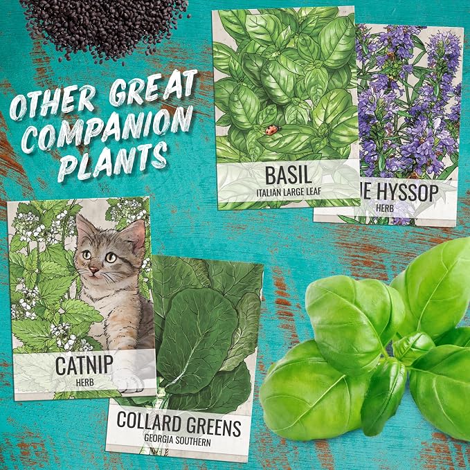 Seed Needs Catmint Seeds to Plant Heirloom Non-GMO Herbs 2 Packs