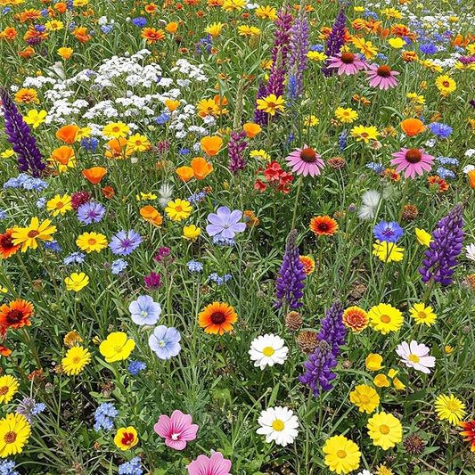 Ferry-Morse Wildflower Seeds Mix - Non-GMO, Full Sun, Outdoor, Cut Flower Mix - 1 lb