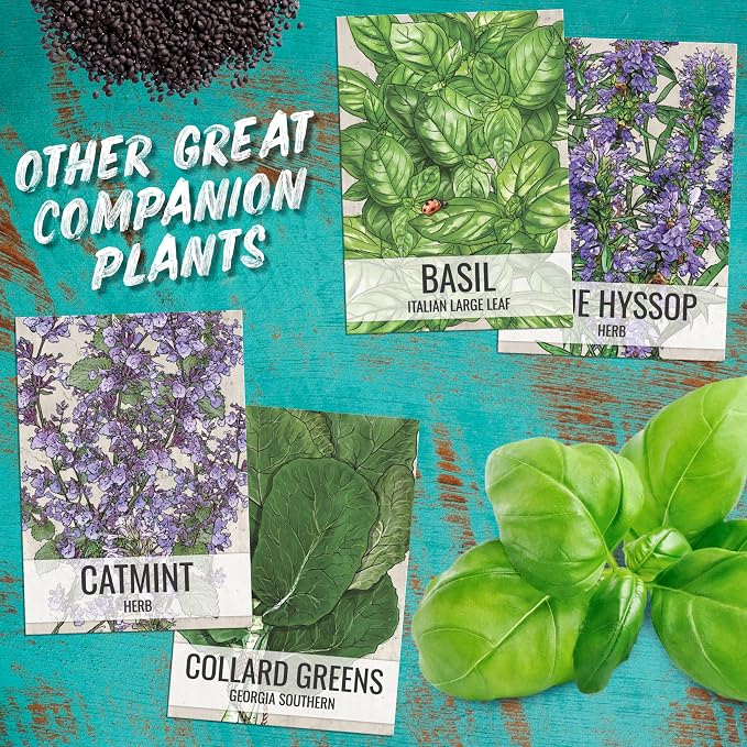 Seed Needs Catnip Seeds to Plant Heirloom Non-GMO Herbs for Cats 10 Pack