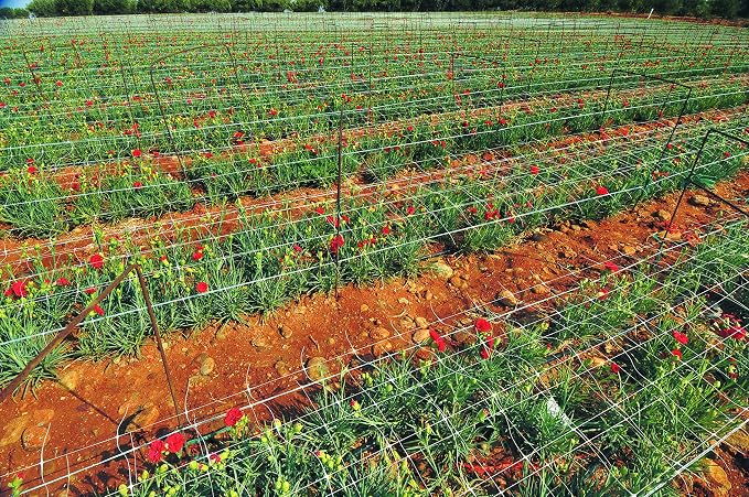 TENAX Hortonova Trellis 6.5x100 White Net