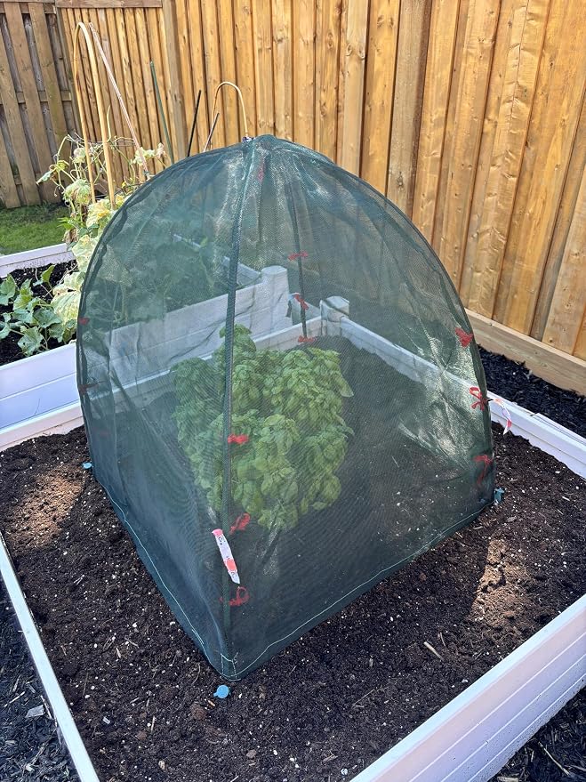 NuVue Products 25203 Pop-Up Garden Netting Animal and Bug Guard Covers with Ground Spikes, Mesh Plant Cover Tents for Pest and Animal Control, Pack of 2, Green, 36" x 36" x 38"