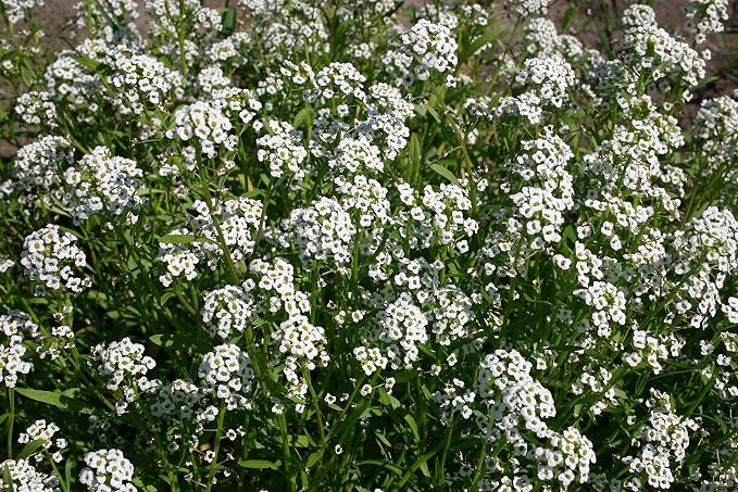 ~ Alyssum, Sweet Tall Flower Seeds (1 Lb) Lobularia maritima Non GMO
