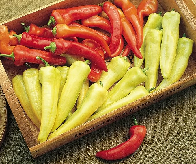 Burpee Straight Eight Slicing Cucumber 200 Seeds and Sweet Banana Sweet Pepper 150 Seeds