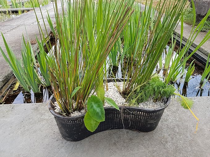 PondH2o Contour Kidney Shaped Plastic Slotted Mesh Aquatic Pond Plant Basket, 17 Inch (44cm), Value Three (3) Pack, Perfect for Lily's, Planting Pot, Baskets for Water Gardens, Aquaponics, Hydroponics