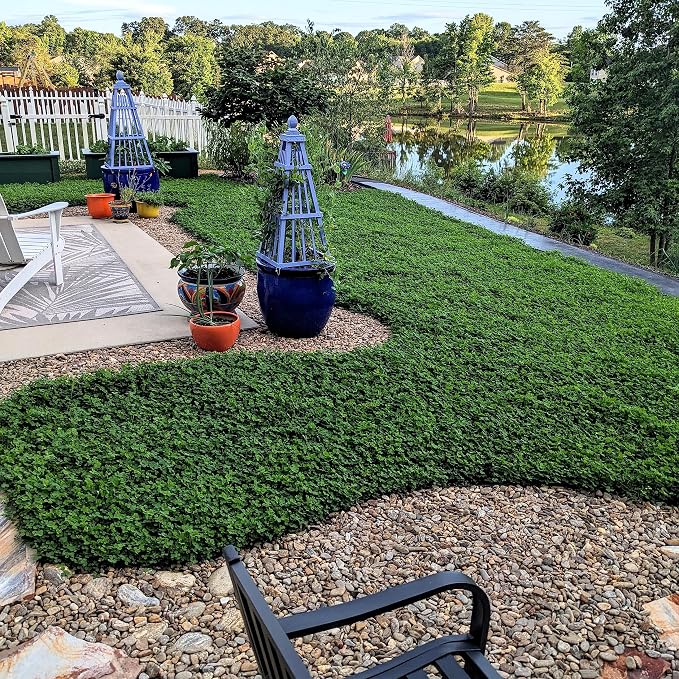 Outsidepride Perennial White MiniClover Seed - 1/4 lb. Dwarf, Small-Leaved, Drought & Wear-Tolerant Micro Clover Seeds for Lawn, Ideal Low-Maintenance & Easy to Grow Ground Cover Seeds for Home Yard